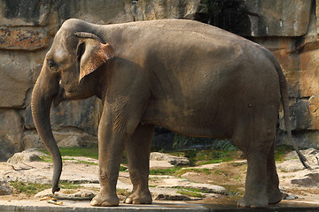 Image showing elephant