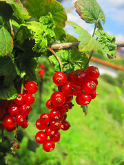 Image showing red currant