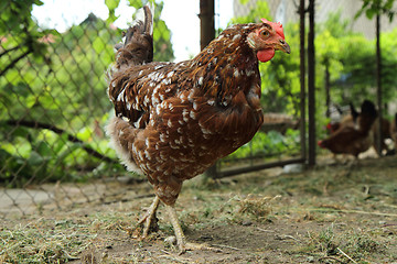 Image showing young chicken