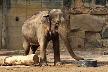 Image showing elephant