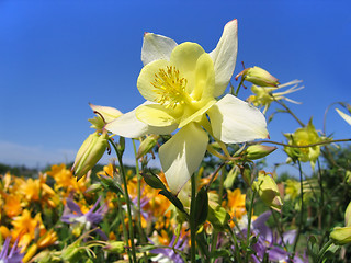 Image showing beautiful flower (aquilegia) on sunny garden