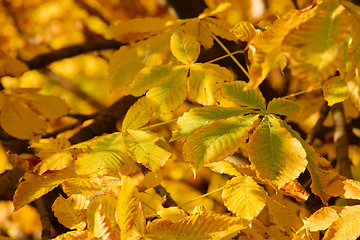 Image showing Leaves