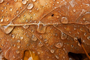 Image showing Autumn Leaves