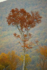 Image showing Autumn