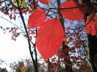 Image showing red autumn leaves