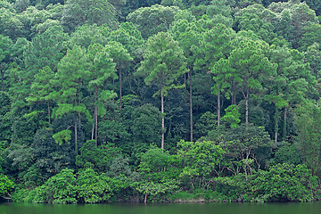 Image showing Landscape of trees with reflection on lake under blue sky. 