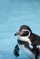 Image showing Magellanic Penguin