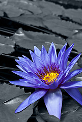 Image showing Tropical Waterlily