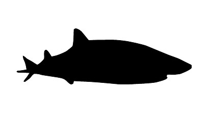 Image showing Shark Silhouette