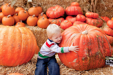 Image showing toddler at the pumpkin patch