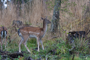 Image showing Fallow deer fawn