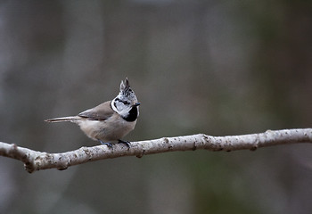 Image showing crested tit