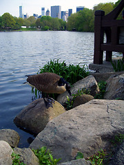 Image showing Goose in Central Park, New York