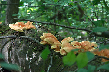 Image showing Sleepy Hollow state park vacation