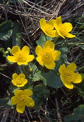 Image showing Marsh Marigold