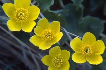 Image showing Marsh Marigold