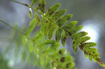 Image showing Fern