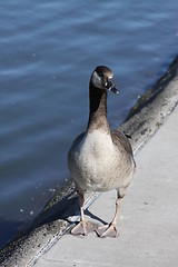 Image showing Canadian Goose Close Up