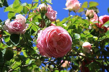 Image showing Pink Rose Flowers