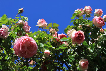 Image showing Pink Rose Flowers