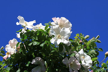 Image showing White Rose Flowers