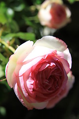 Image showing Pink Rose Flowers