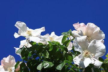 Image showing White Rose Flowers