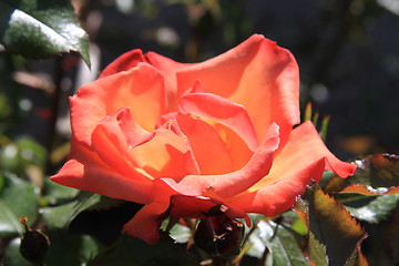 Image showing Red Rose Flower