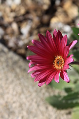 Image showing Daisy Flower