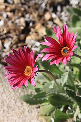 Image showing Daisy Flower
