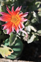 Image showing Daisy Flower