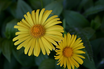 Image showing two flowers