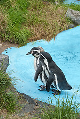 Image showing Magellanic Penguins