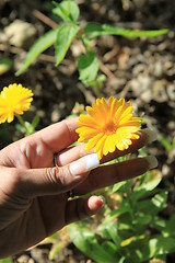 Image showing Person Holding a Daisy Flower
