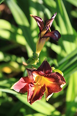 Image showing Canna Lily Flower