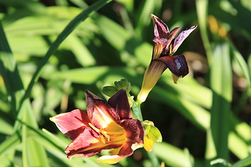 Image showing Canna Lily Flower