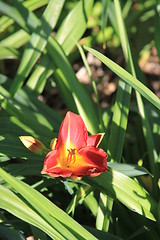 Image showing Canna Lily Flower