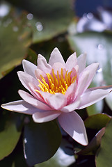 Image showing Hardy Water Lily