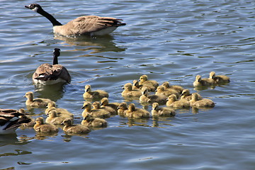 Image showing Ducklings