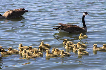 Image showing Ducklings