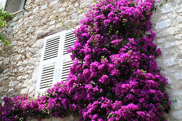 Image showing Window in Provence
