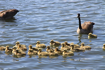 Image showing Ducklings