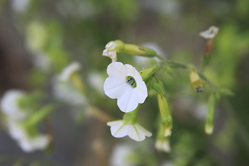 Image showing Primrose Flower