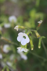 Image showing Primrose Flower