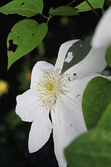 Image showing Primrose Flower