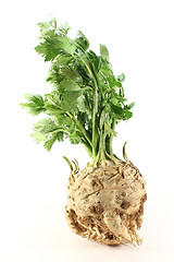 Image showing Celery