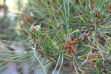 Image showing Pine Tree