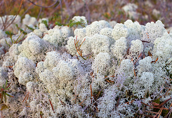 Image showing Reindeer moss