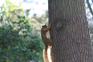 Image showing Squirrel