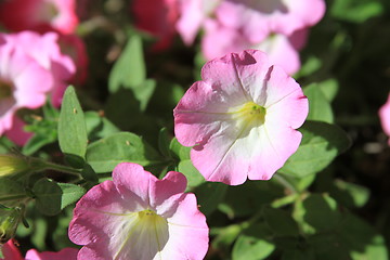 Image showing Primrose Flowers
